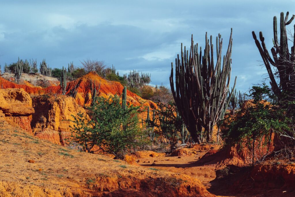 hermoso-paisaje-del-desierto-de-la-tatacoa-colombia-con-exoticas-plantas-silvestres-en-las-rocas-rojas-scaled